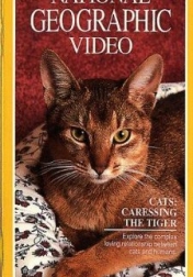 Cats: Caressing the Tiger 1991