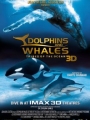 Dolphins and Whales 3D: Tribes of the Ocean 2008